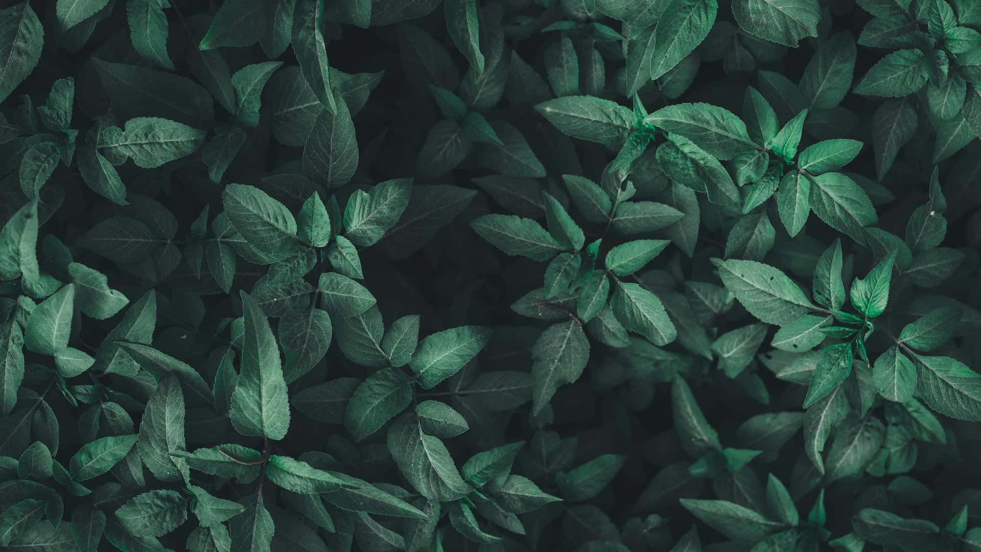 Événements bien-être Omega-Dream - Réunions privées conviviales